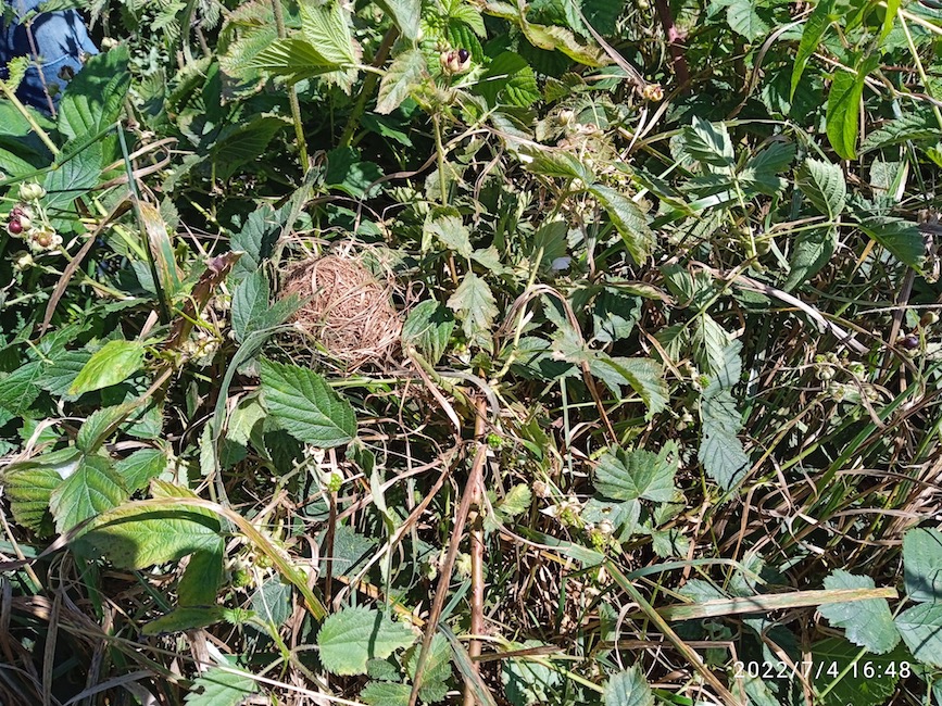 nid de rat des moissons (2 nids)