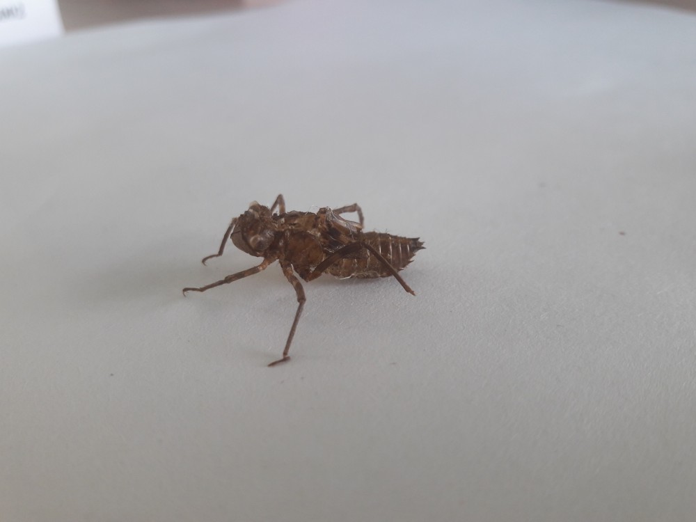 Une exuvie de libellule (Oxygastra curtisii) dont 2 exemplaires ont été trouvés par Louis-Marie SOURGET, chargé de mission Natura 2000 sur les racines d'aulnes de la rive de l'Orange. Espèce d'intérêt communautaire, outil d'appréciation de la révision du périmètre en cours. (Photo L.M. Sourget)