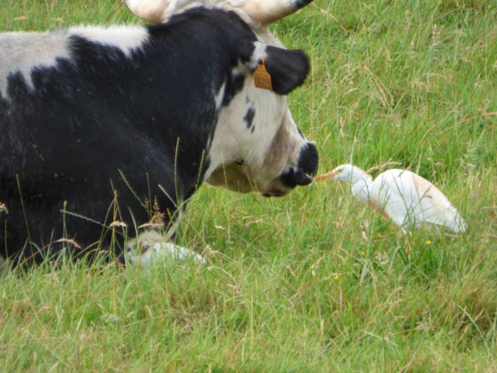 Les hérons garde boeufs repèrent les troupeaux de bovins de la vallée. Ils préfèrent les animaux en cours de broutage qui se déplacent, mais autre solution, picorer directement les mouches sur la tête des ruminants couchés! Sans aucune réaction des bovins... On imagine la précision des coups de bec!