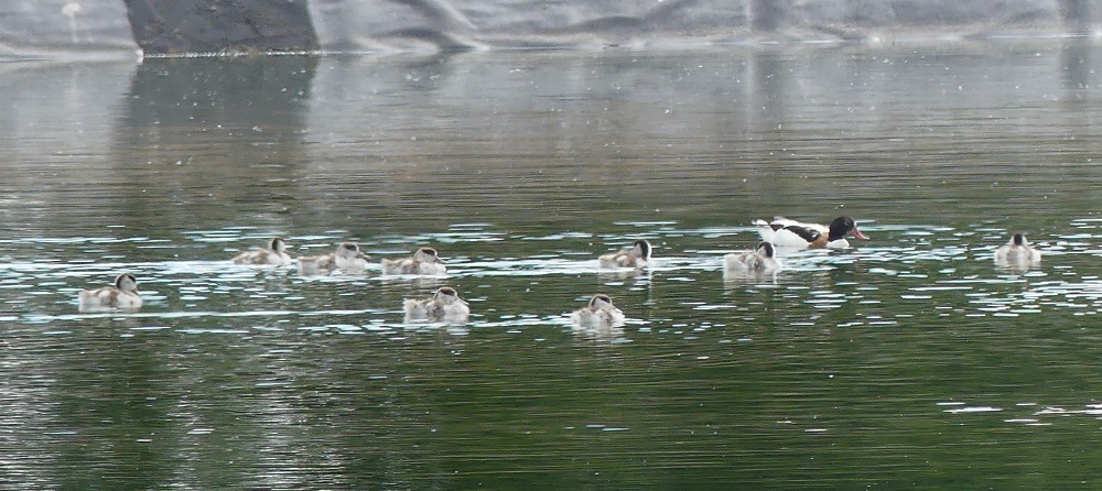 famille tadornes de Belon Juilley.JPG