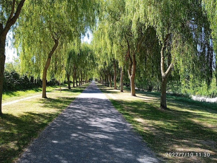 alignement d'arbres