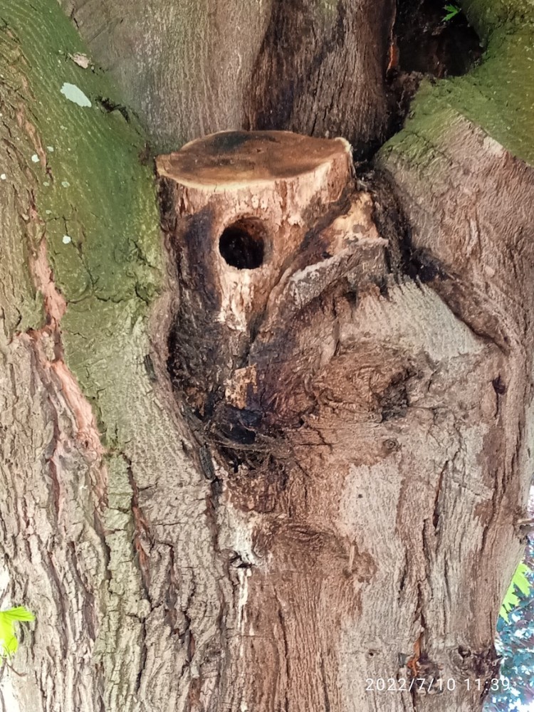 &quot;Objet pédagogique&quot; : taille, bois mort et cavités utilisées par les oiseaux