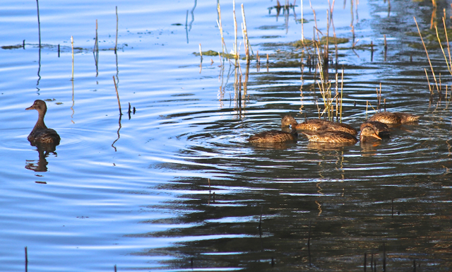 Canard chipeau67.jpg