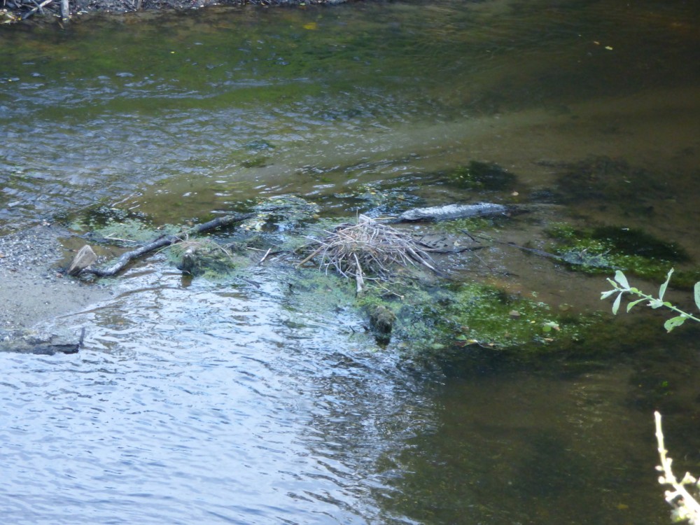 Nid de poule d'eau au centre du lit de la Sée! Comme sur un cours lent