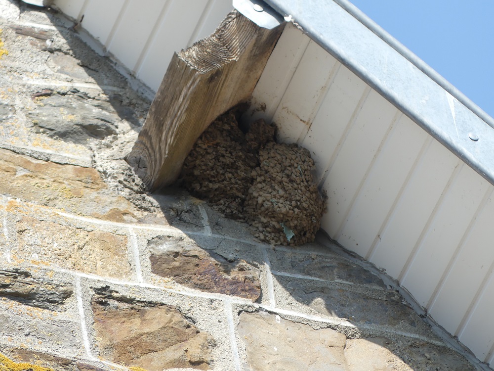 nids sous avancée toit pignon est mairie Vernix.JPG