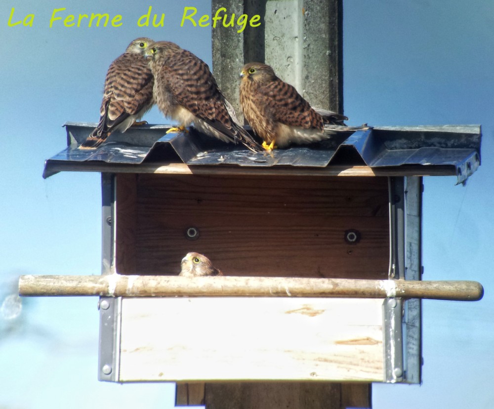 jeune au nichoir ferme refuge 2 1200.jpg