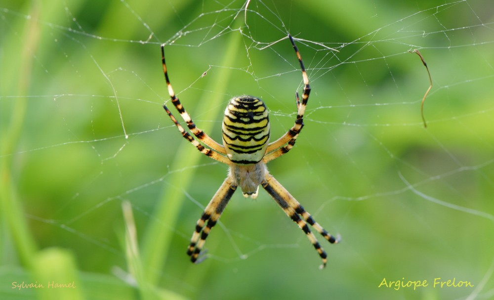 argiope frelon.jpg