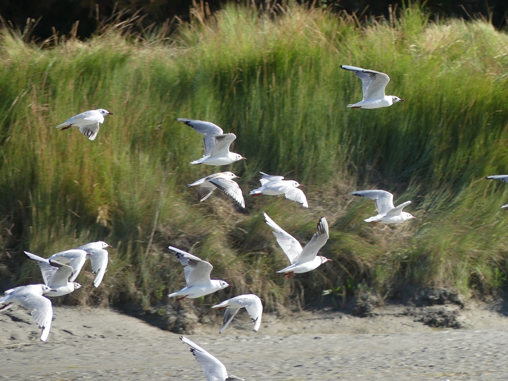 vol de mouettes rieuses.JPG