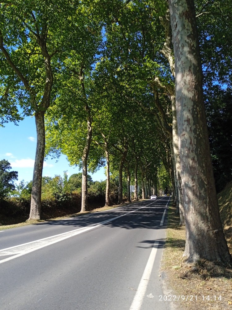 Une vue partielle des platanes de l'entrée sud de Mortain.