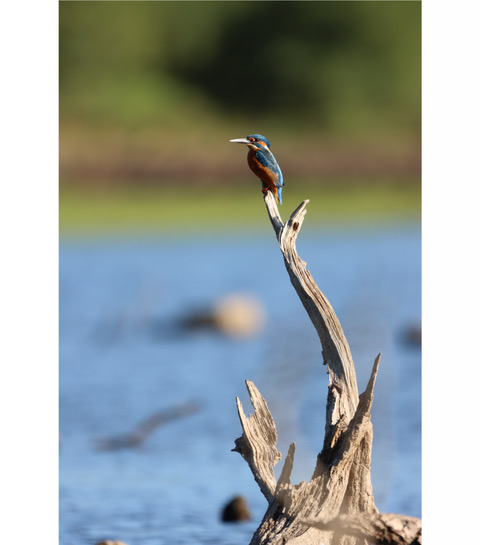 Dathée martin-pêcheur Roxane Gallier.jpeg