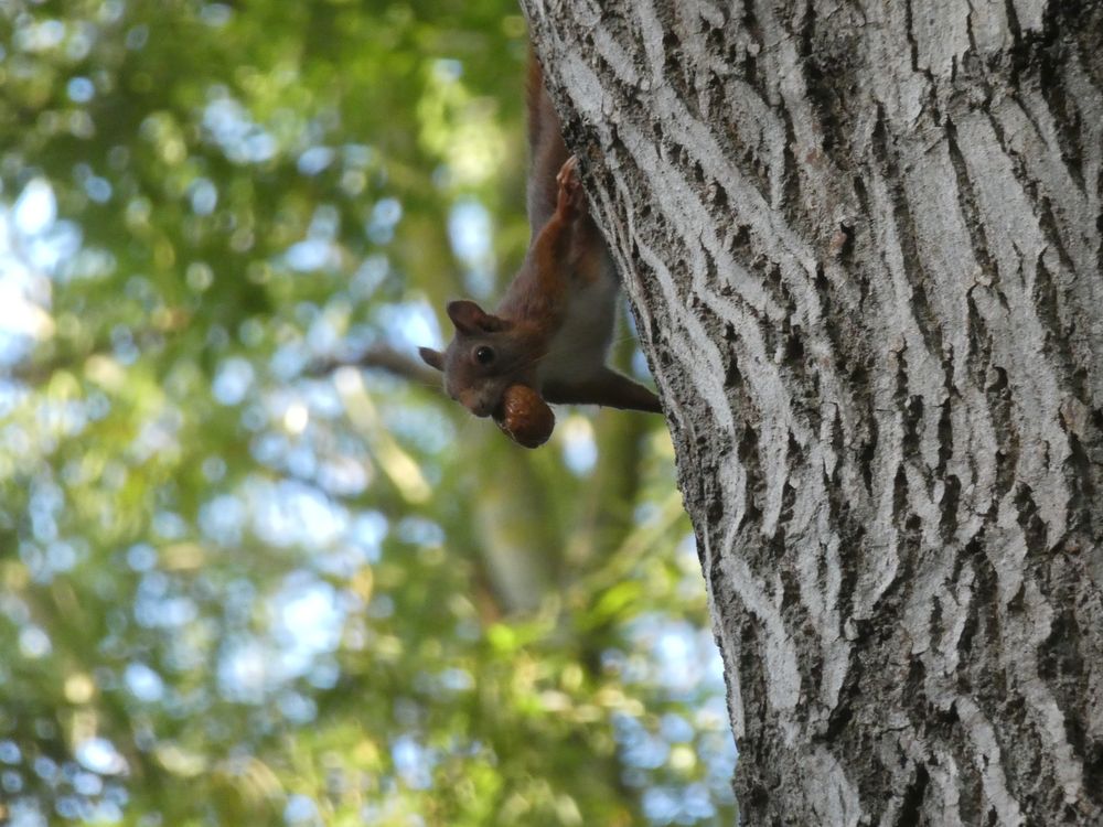 Ecureuil roux avec noix.