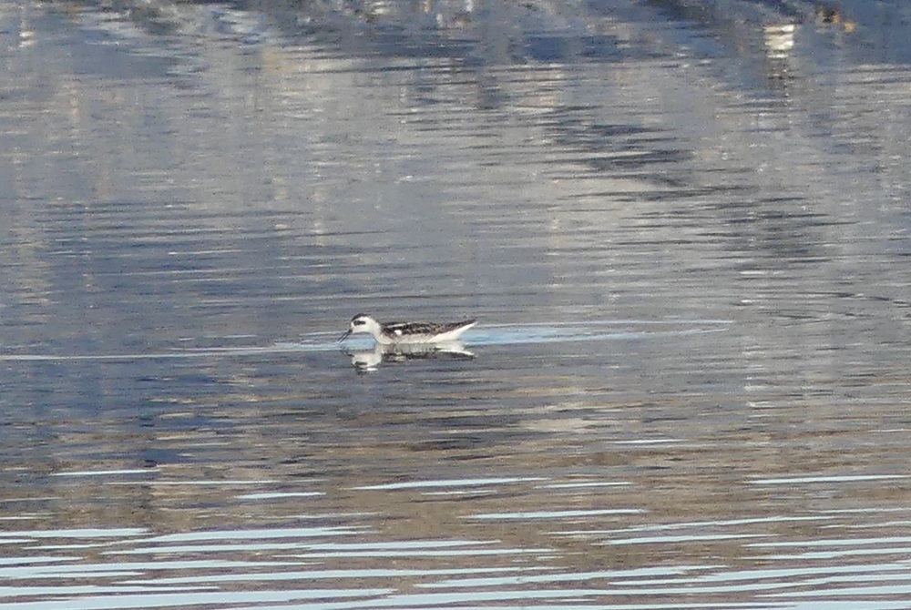 phalarope à bec étroit 2.JPG