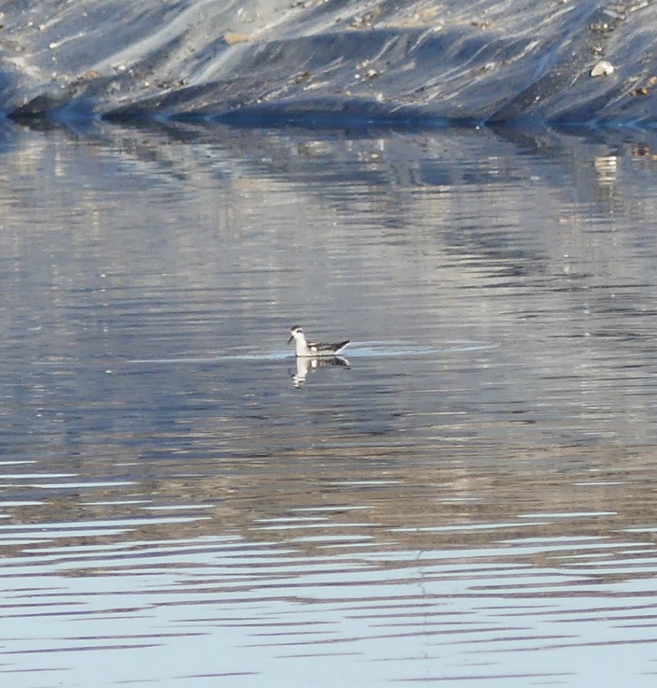 phalarope à bec étroit 3.JPG