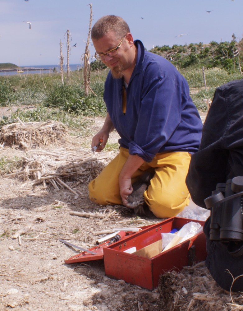 baguage à St Marcouf-2015. photo Gérard Debout