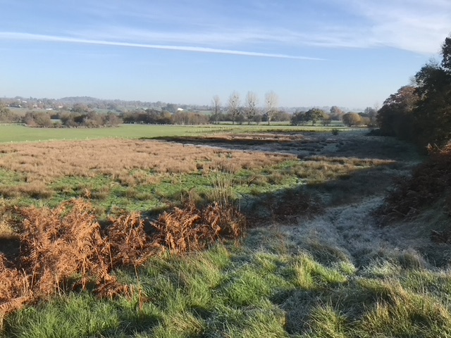 La nouvelle prairie humide adjacente à celles de la réserve.jpeg