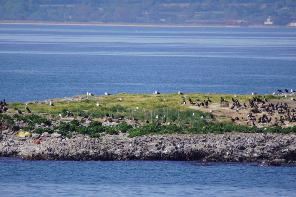 Réserve de Saint-Marcouf au cœur de la la zone labellisée &quot;Liste verte de l'UICN&quot;