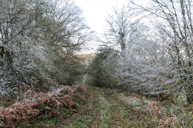 Le givre à la réserve de Fay. Photographie Nicole Mallet