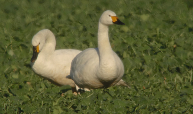 Cygne de bewick47.jpg