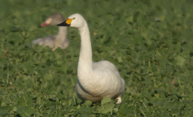 Cygne de bewick52.jpg