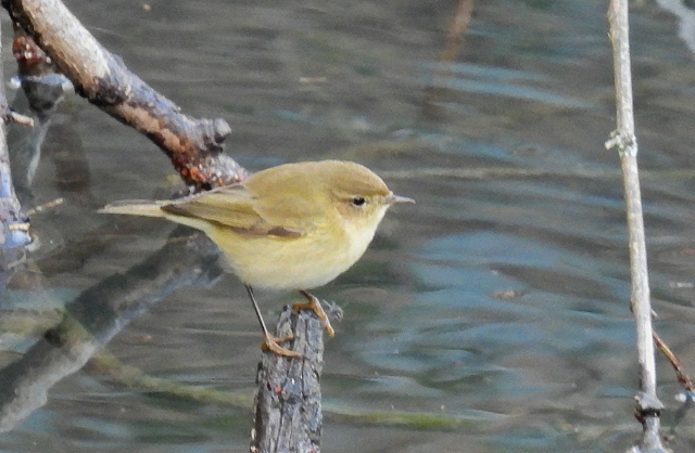 Pouillot véloce tristis10.jpg