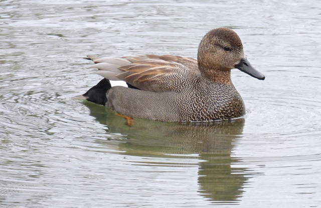 Canard chipeau160.jpg