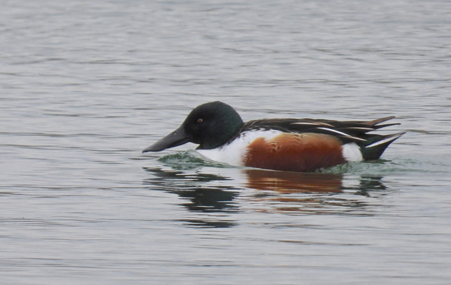 Canard souchet120.jpg