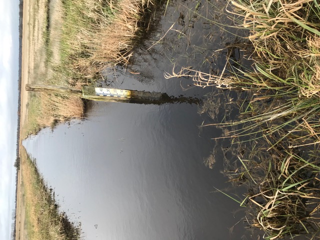 Photo G. Debout. Réserves des marais de la Taute