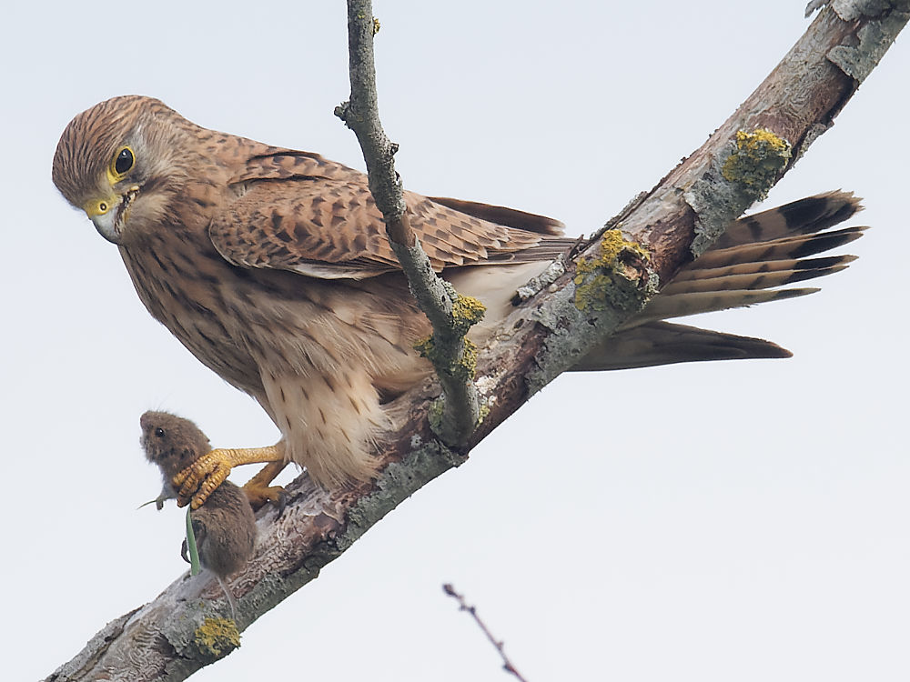 12h33'17" Le repas n'a pas encore commencé.