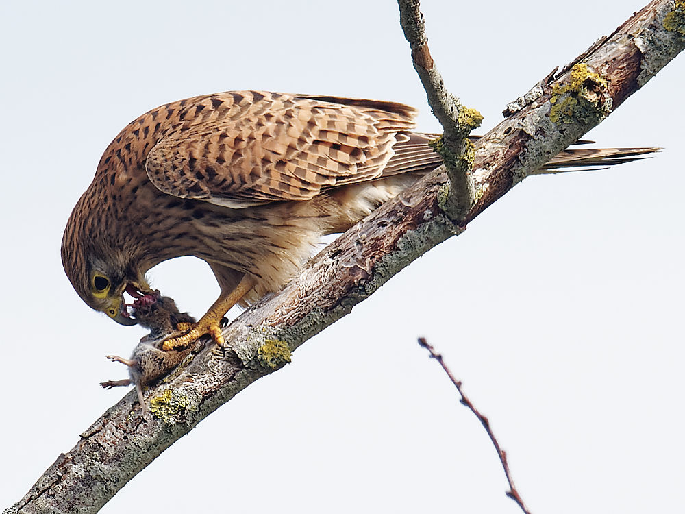 12h33'45" La tête et les pattes avant ont disparu