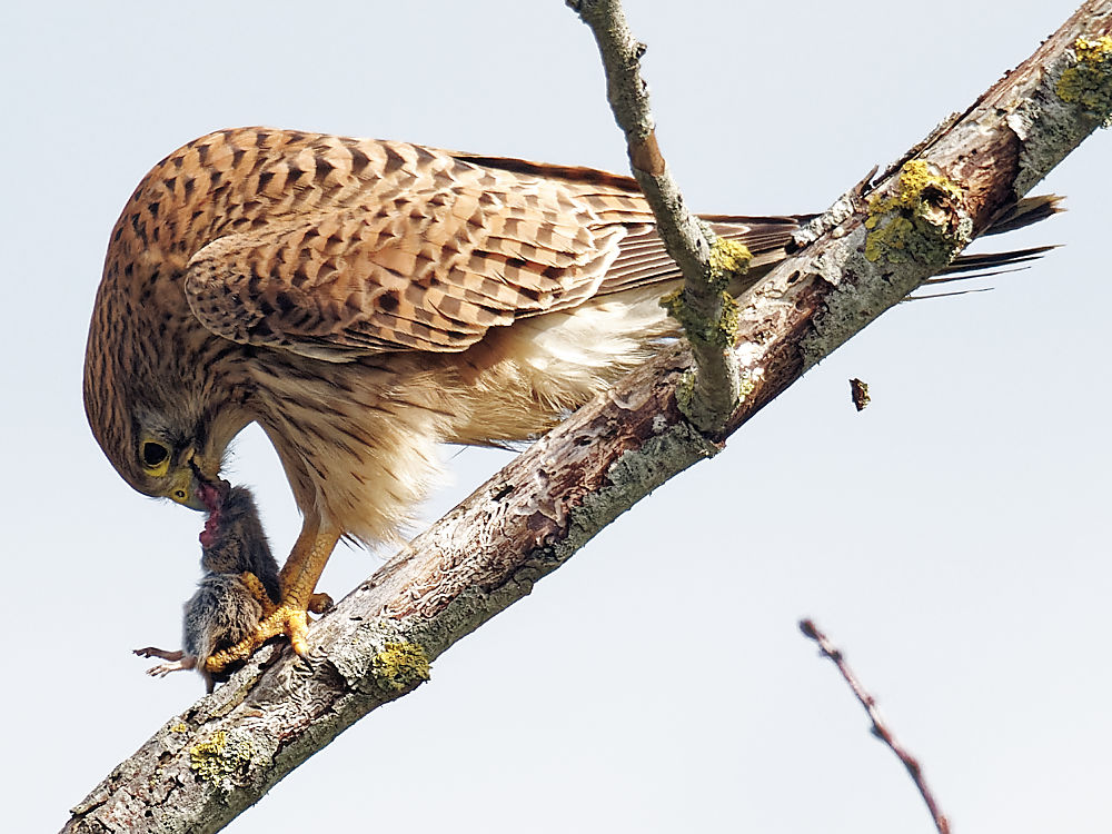 12h33'58" Le festin se poursuit