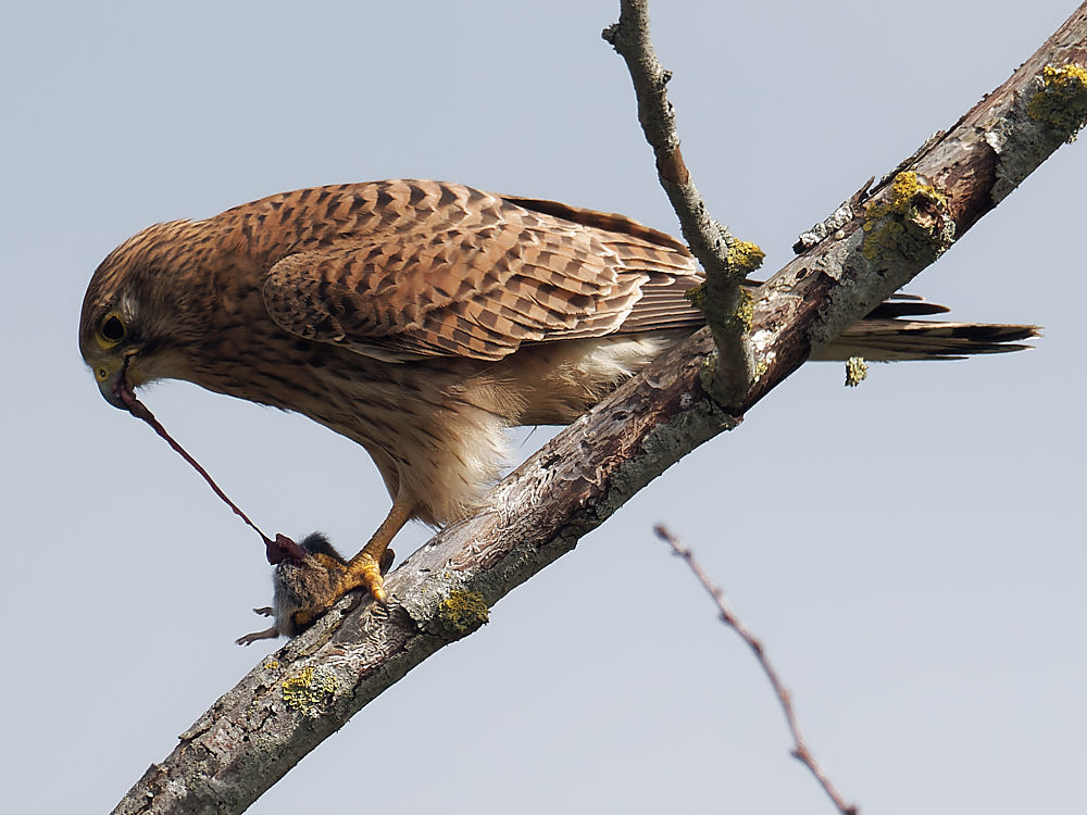 12h34'15" L'éviscération commence.