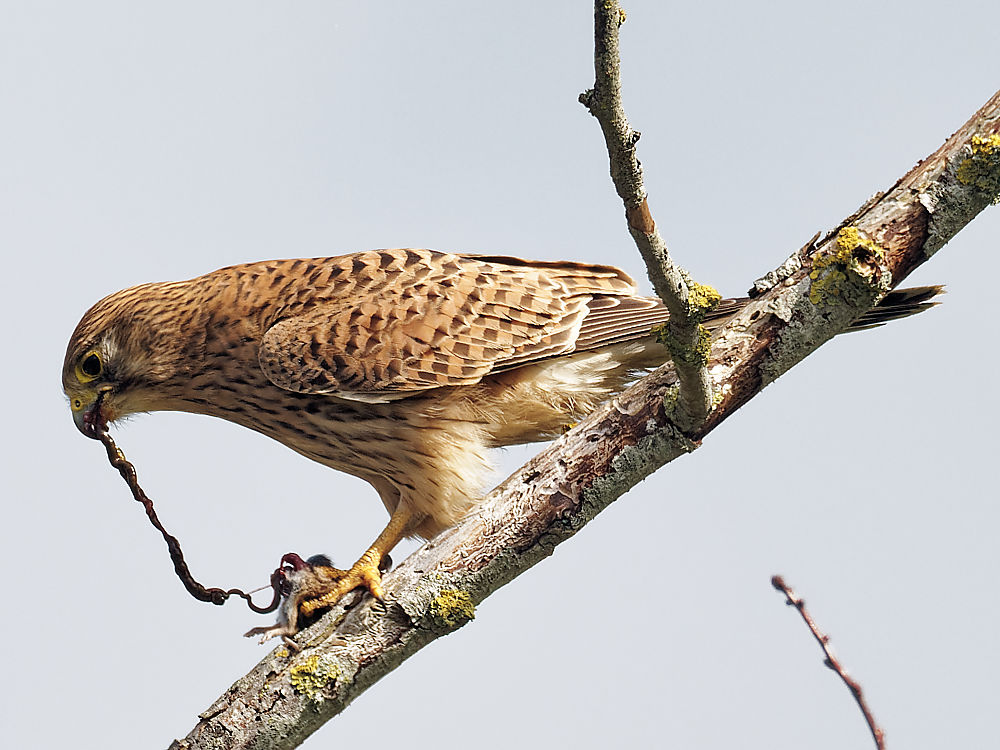 12h34'42" et se poursuit