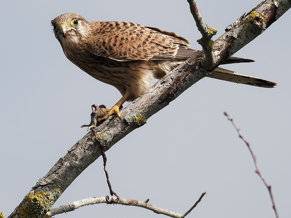 12h34'46" Les viscères n'intéressent pas le faucon