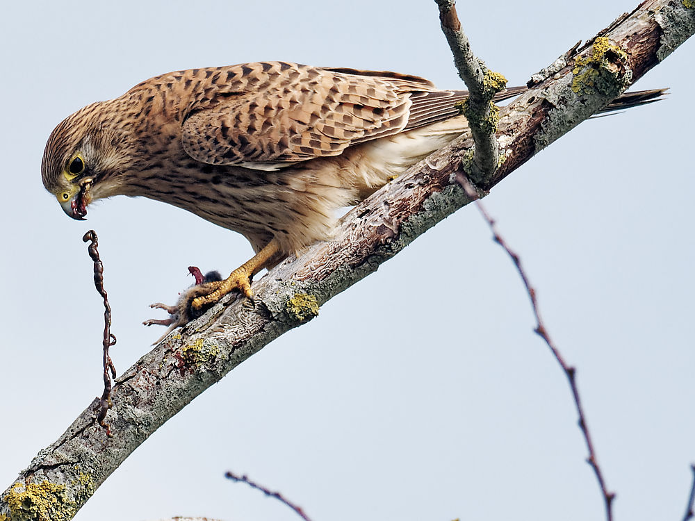 12h35'14" Le dernier viscère tombe