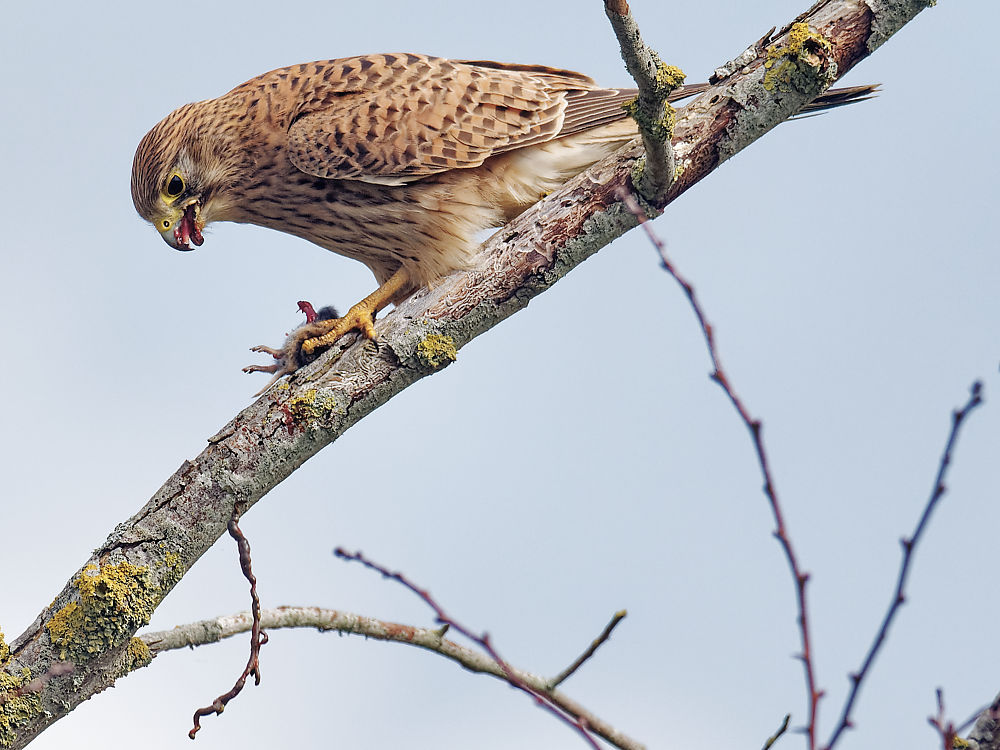 1h35'14" Fin de l'éviscération