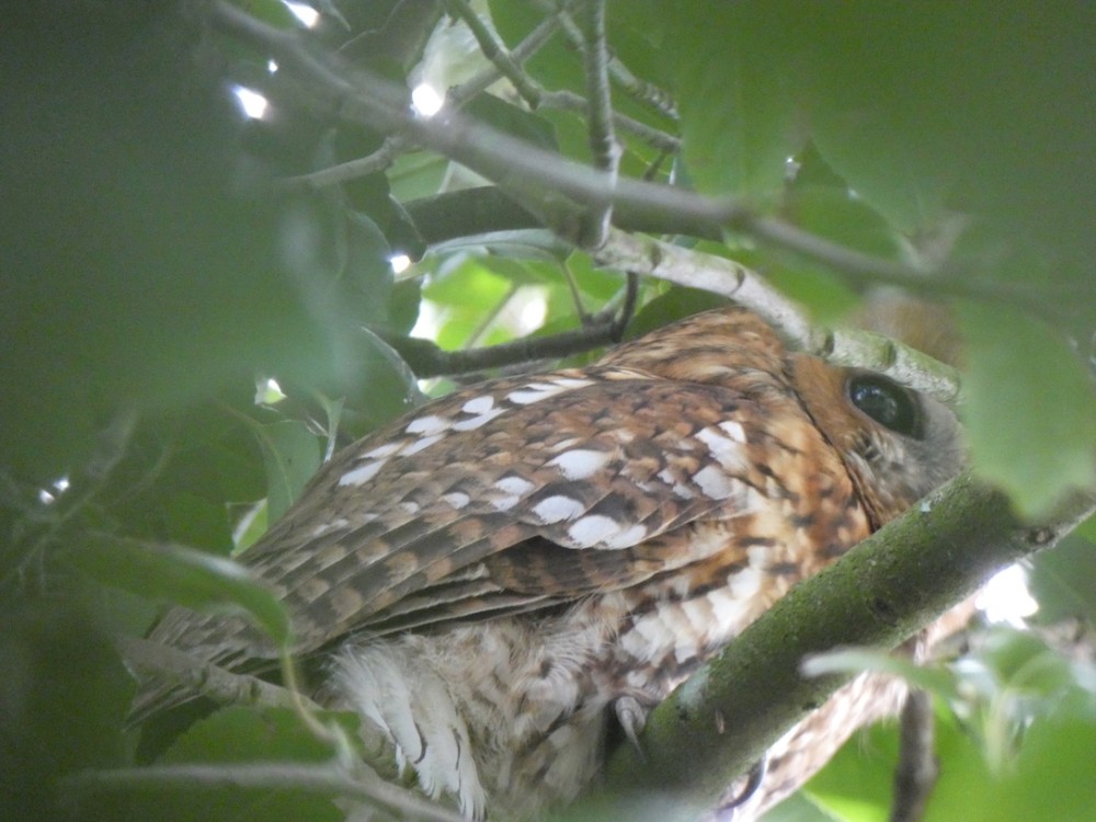 adulte posé dans l'arbre en cours de journée (Photos M. Caille)