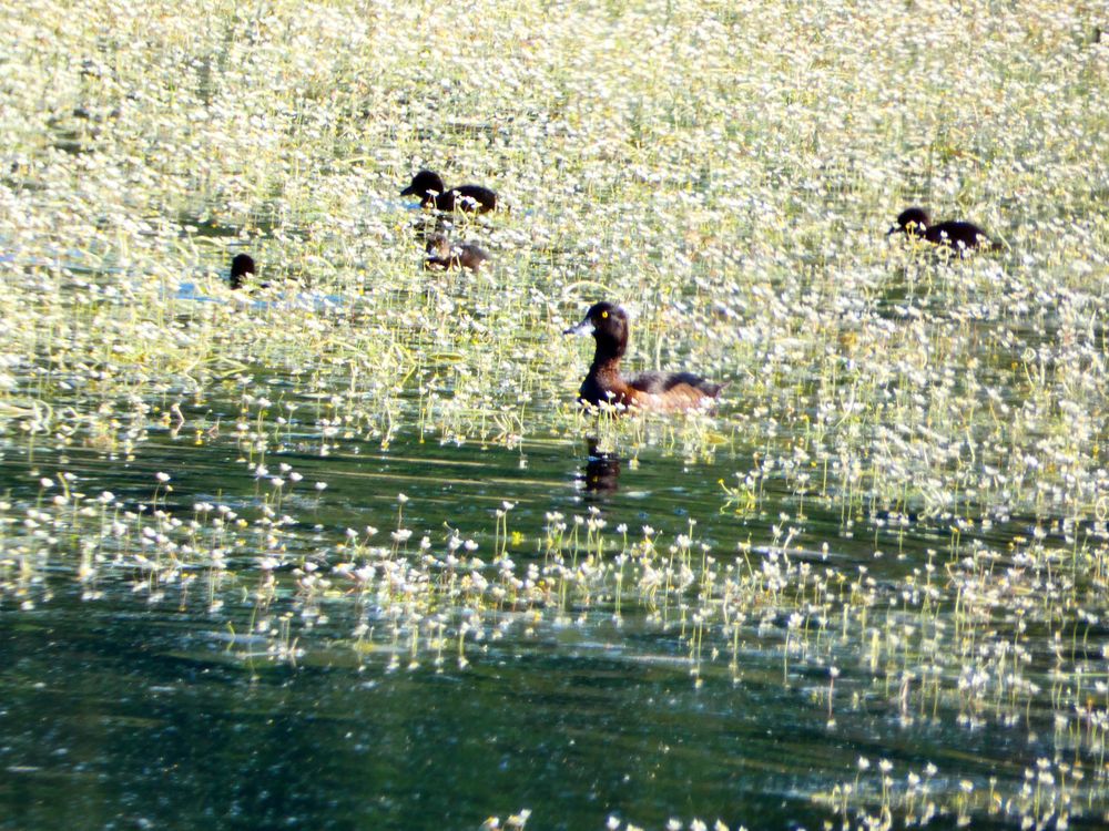 Femelle de fuligule morillon et poussins