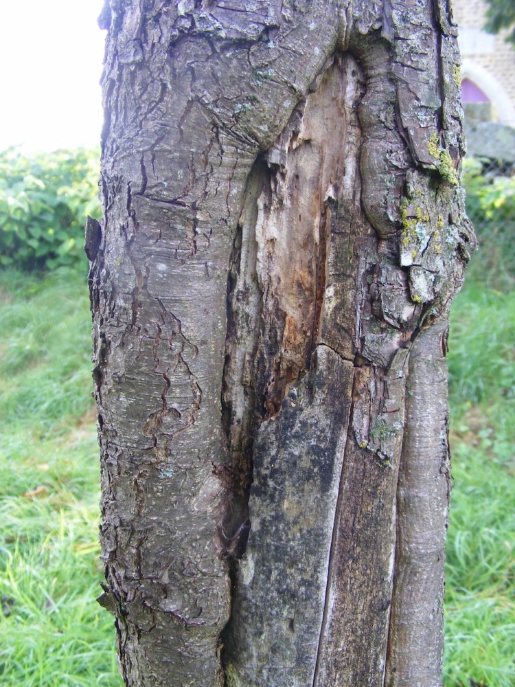 plaie en fissure sur pommier