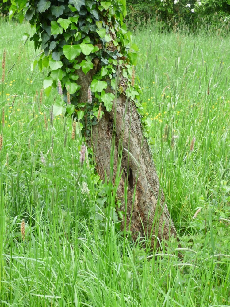 Nid de mésange charbonnière (Tirepied,10 mai 2019). L'ouverture est particulièrement basse!