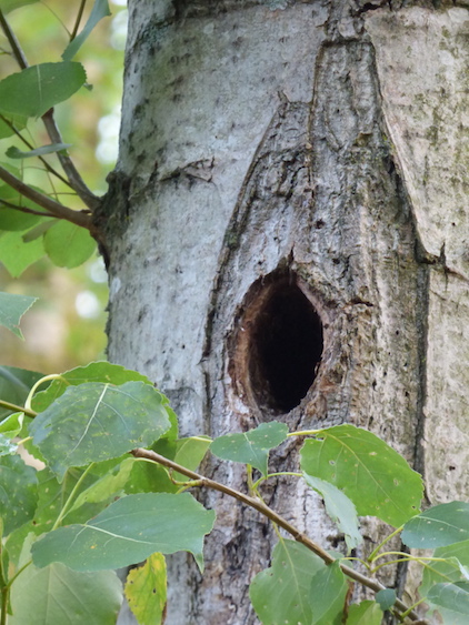 Boisement du refuge de la Gohannière (50); attaque de pic noir sur fissure de tronc de peuplier (juillet 2018).