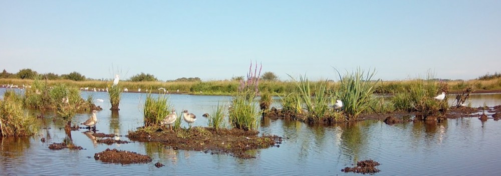 ambiance de la colonie de mouettes rieuses