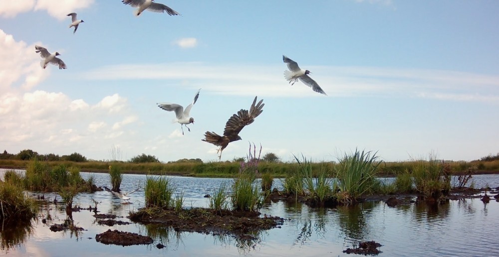Capture d’écran 2023-07-24 à 10.19.48.jpeg (223.05 Kio) Vu 11475 fois défense collective face au busard des roseaux