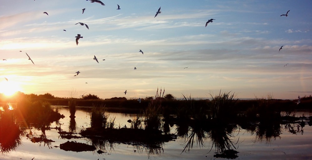 Capture d’écran 2023-07-24 à 10.22.03.jpeg (192.76 Kio) Vu 11475 fois la colonie au crépuscule