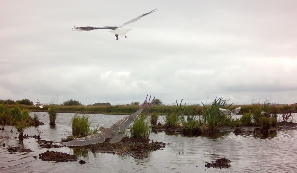 Capture d’écran 2023-07-23 à 17.53.08.jpeg (189.08 Kio) Vu 11475 fois intrusion peu appréciée d'un héron bihoreau