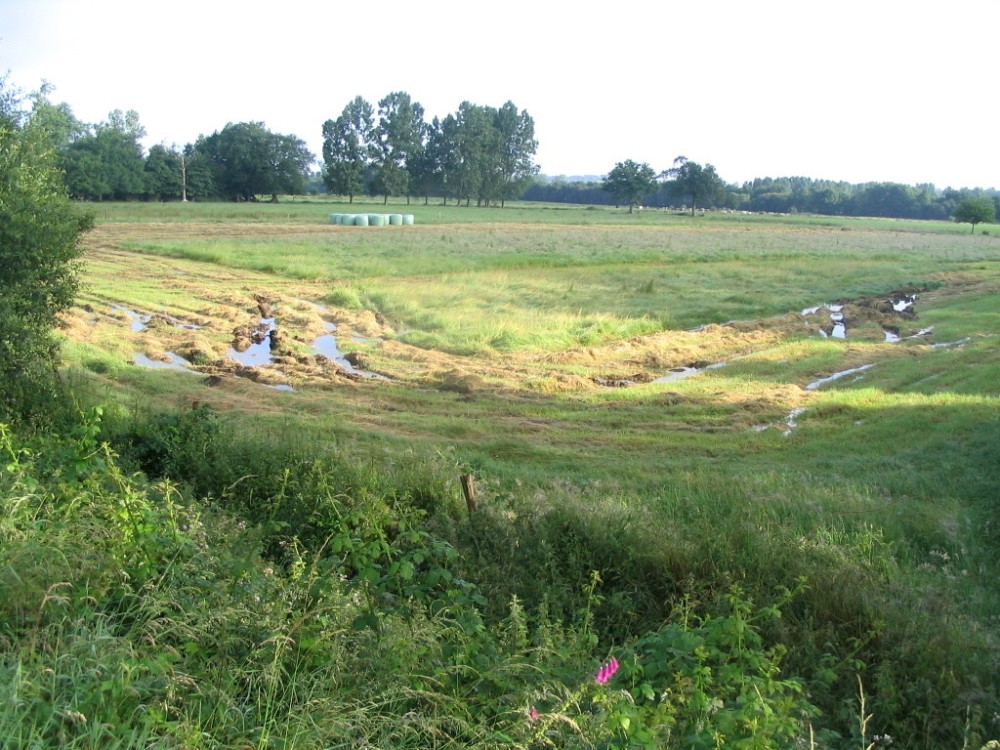 Eté pluvieux (juin 2007), le sol de la prairie concernée par l'ancien projet est humide!