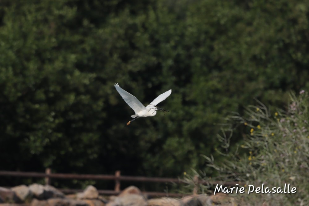 Aigrette garzette Villers sur Mer 25.06.2023.jpg