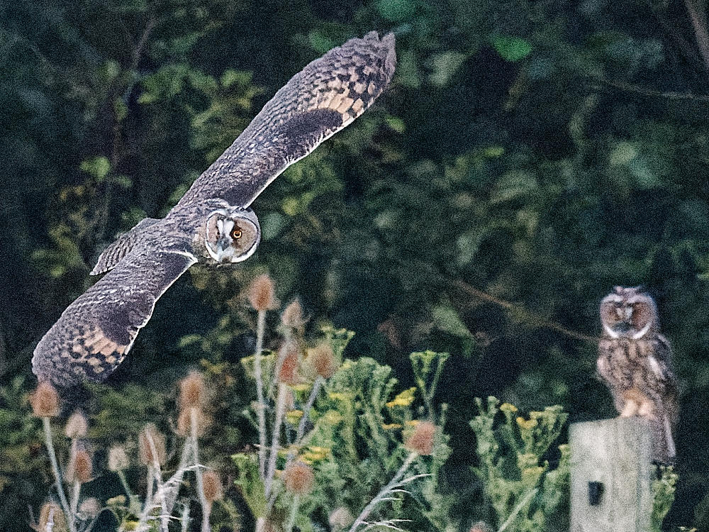 Le hibou en vol passe près du hibou perché à 21h45:00