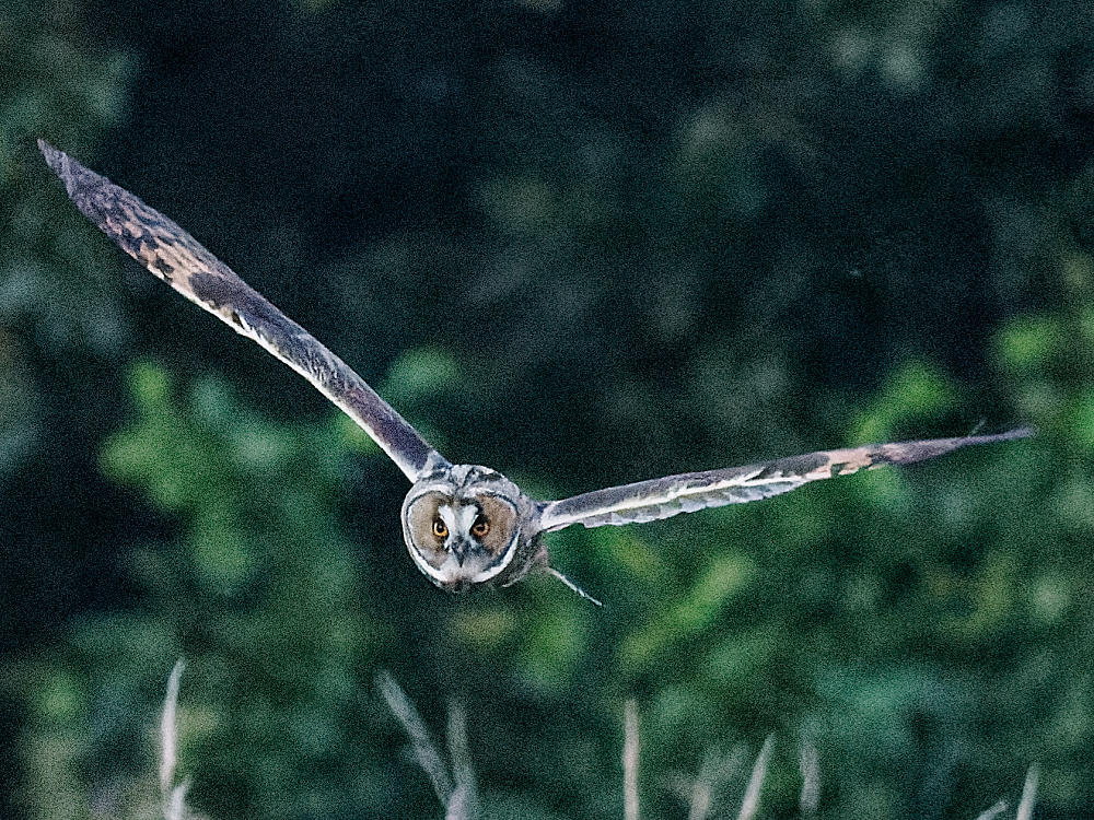 Le hibou en vol se dirige tranquillement vers moi à 21h45:00