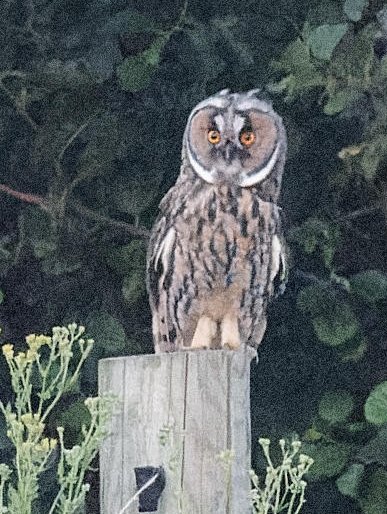 Hibou moyen-duc perché sur un pieu à 21h35