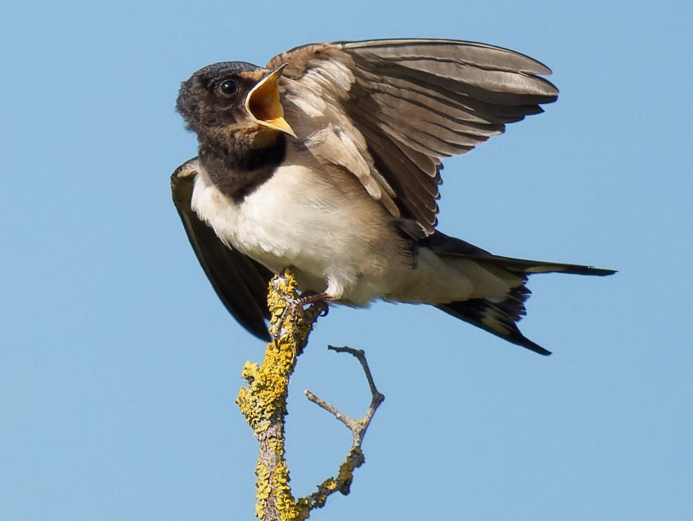 18h16:47 La jeune hirondelle ouvre son bec à la vue de son parent